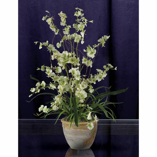 2ft. Green Dancing Lady Orchid Arrangement in Ceramic Vase